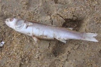 Benin : Des milliers de poissons empoisonnés !